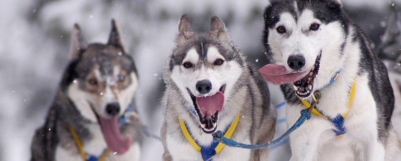 Sled Dog Race Kandersteg