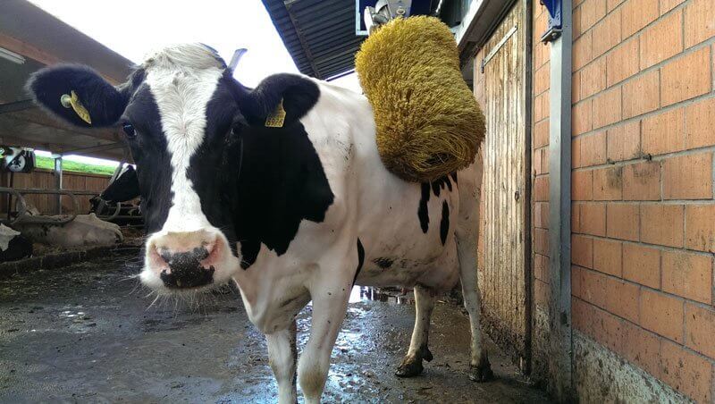 Happiest Swiss Cow