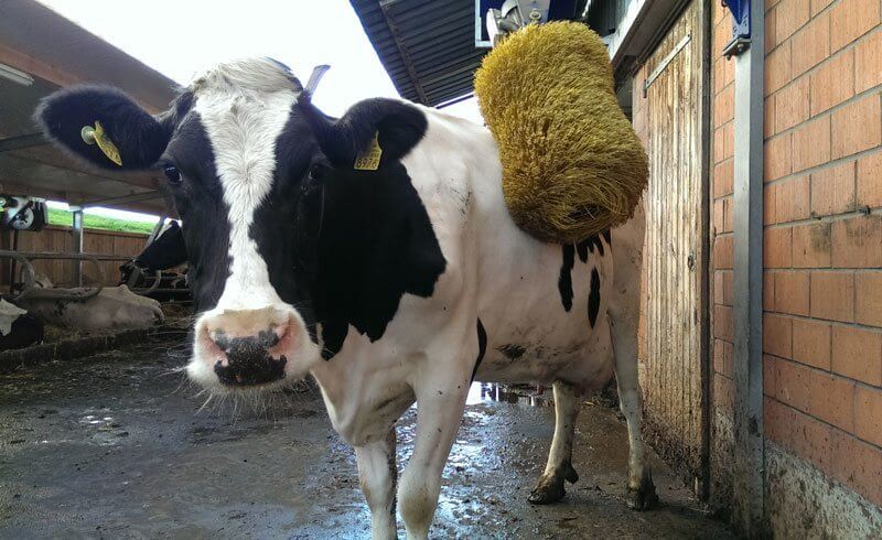 Happiest Swiss Cow