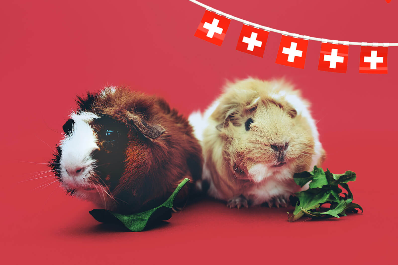 Swiss Laws - Two Guinea Pigs