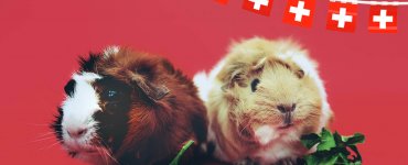 Swiss Laws - Two Guinea Pigs