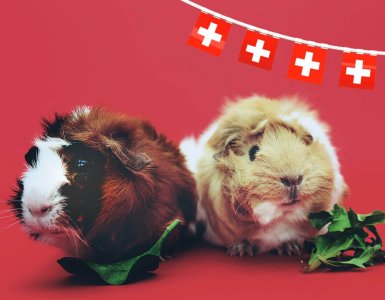 Swiss Laws - Two Guinea Pigs