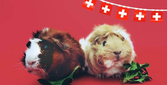 Swiss Laws - Two Guinea Pigs