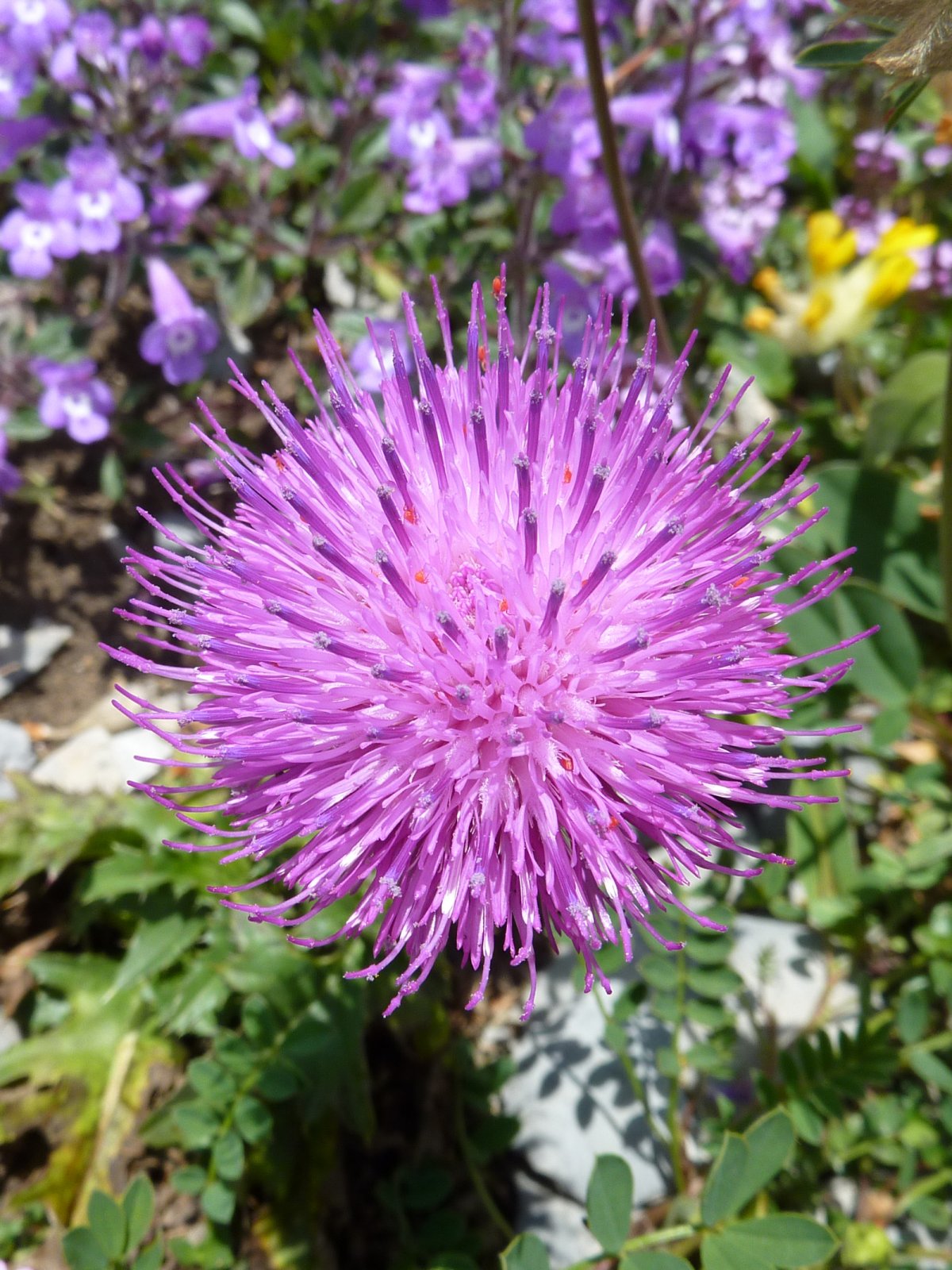 Hiking in Braunwald during Summer