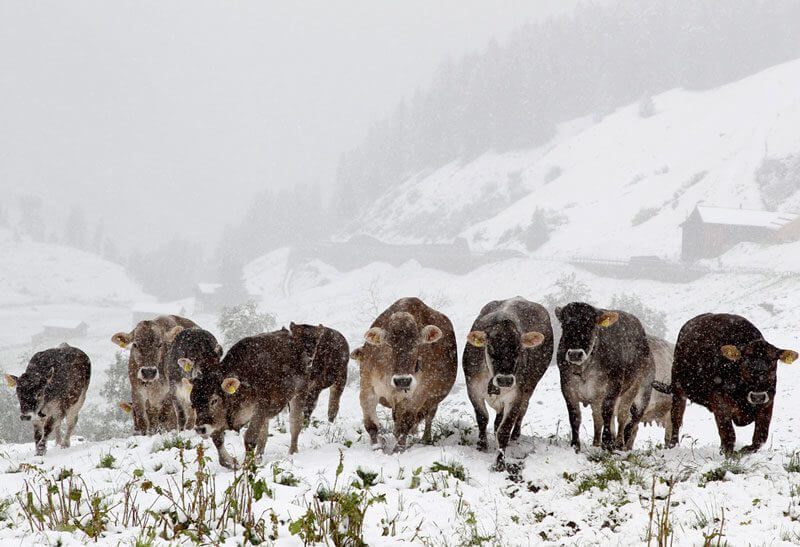 Cows in the Snow, Tschuggen, Switzerland