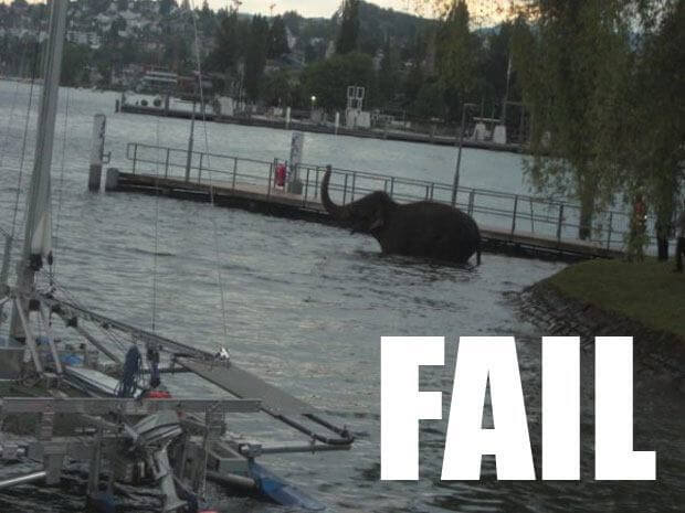 Elephant FAIL