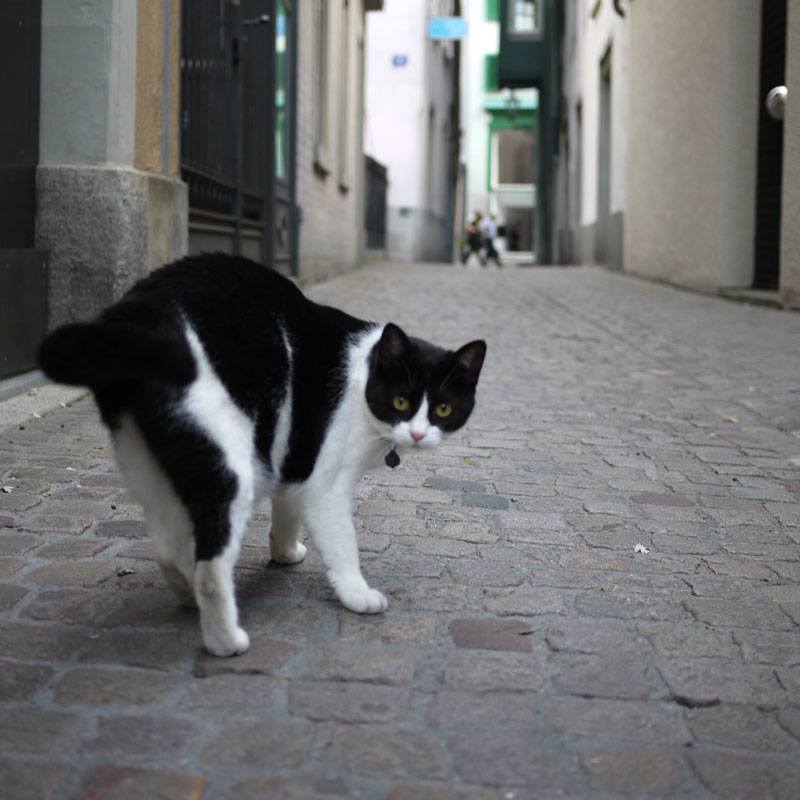 Alley Cat in Zurich