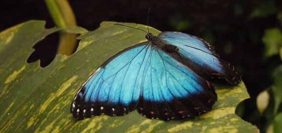 Papiliorama Kerzers Switzerland