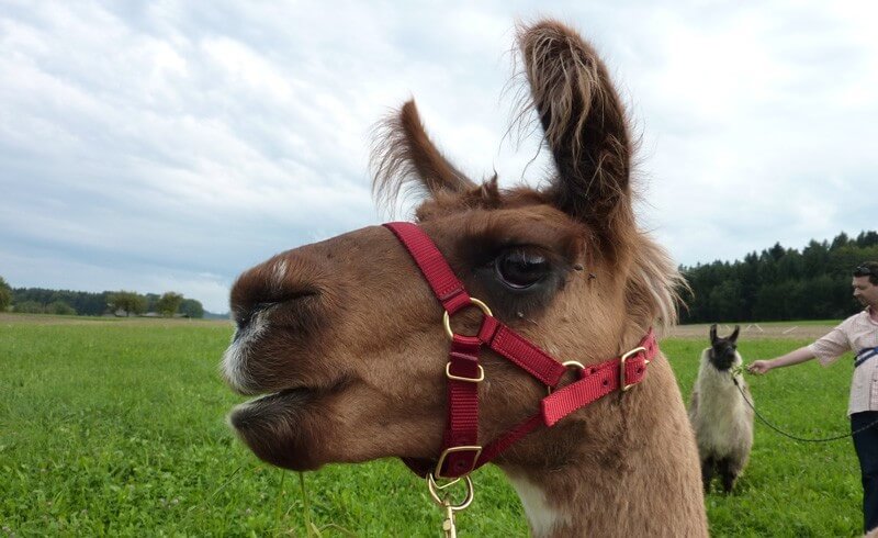 Llama Trekking Bonstetten Zurich