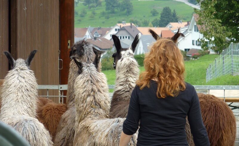 Llama Trekking Bonstetten Zurich