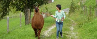 Llama Trekking Bonstetten Zurich
