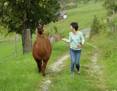 Llama Trekking Bonstetten Zurich