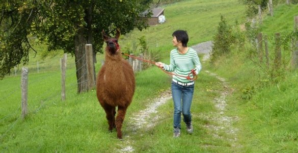 Llama Trekking Bonstetten Zurich