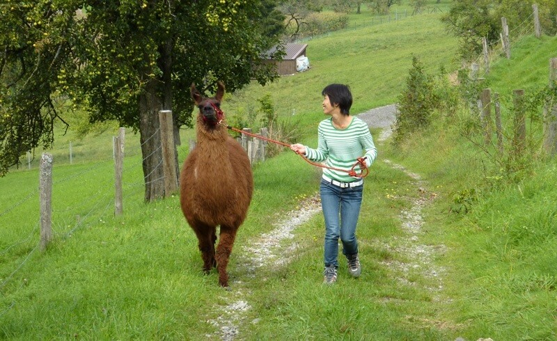 Llama Trekking Bonstetten Zurich