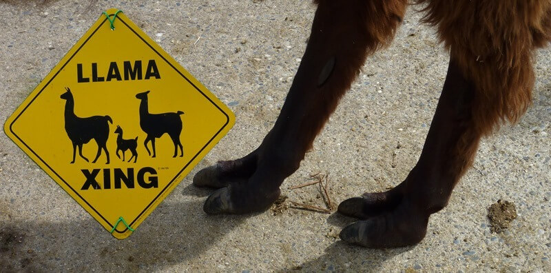 Llama Trekking Bonstetten Zurich