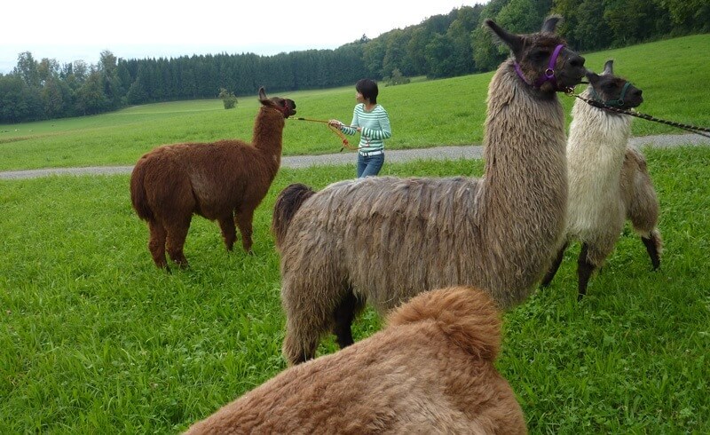 Llama Trekking Bonstetten Zurich