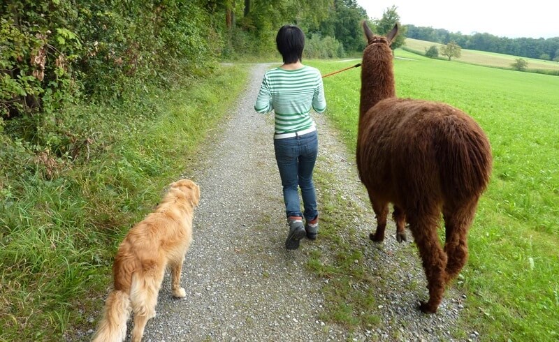 Llama Trekking Bonstetten Zurich