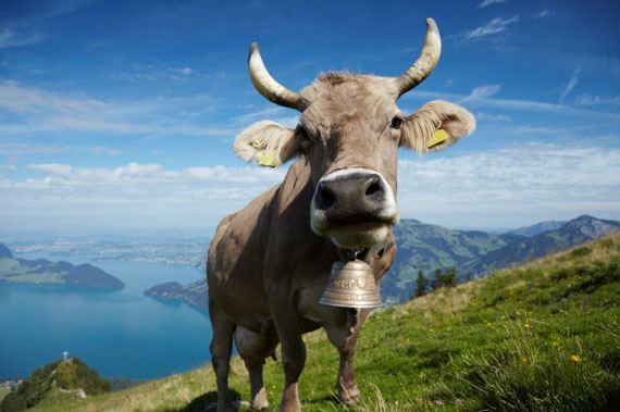 Swiss Cow Fiona