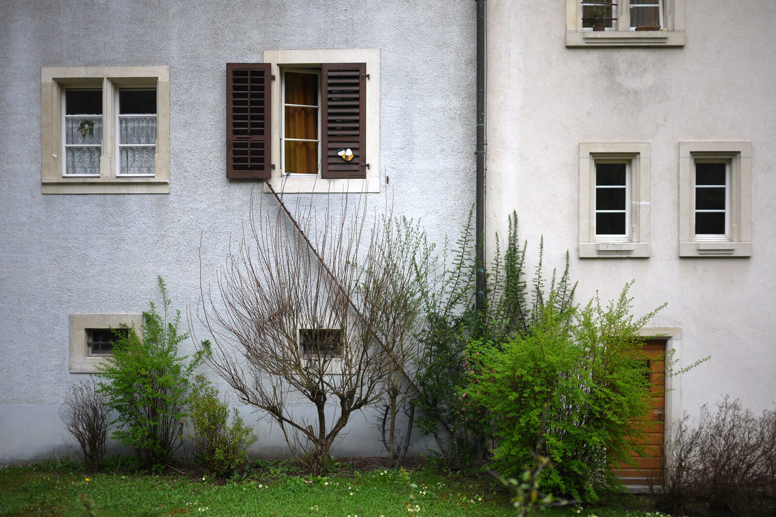 Scary cat ladders in Switzerland