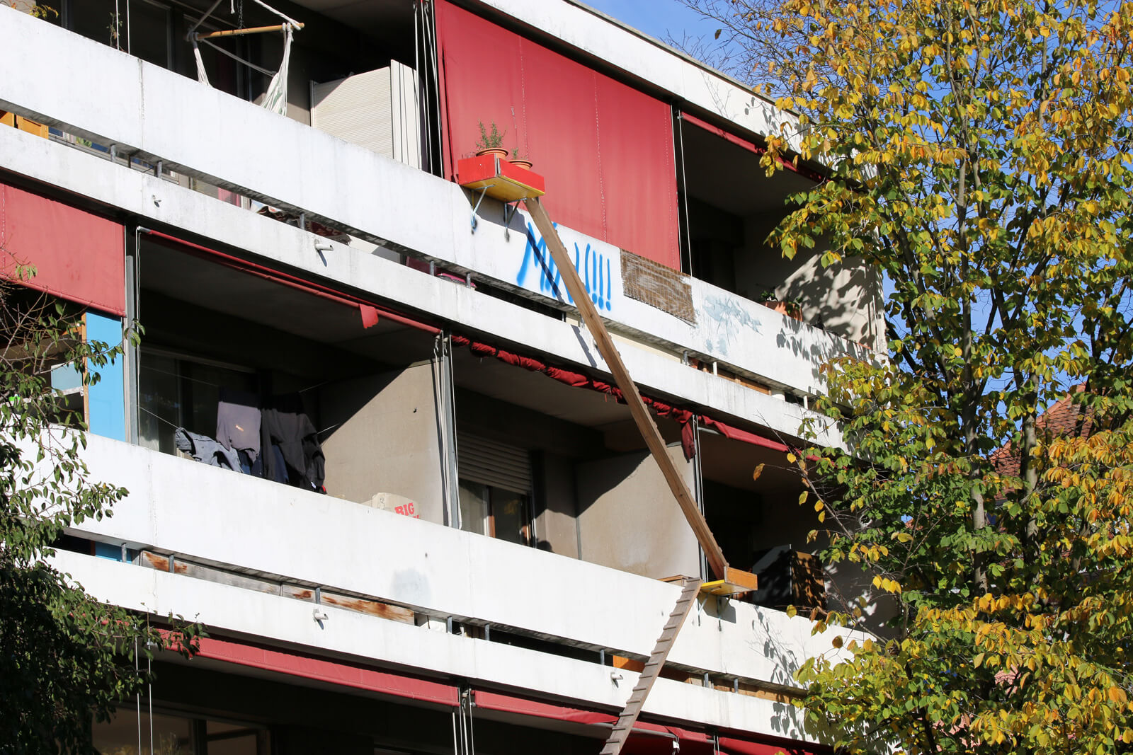 Scary cat ladders in Switzerland