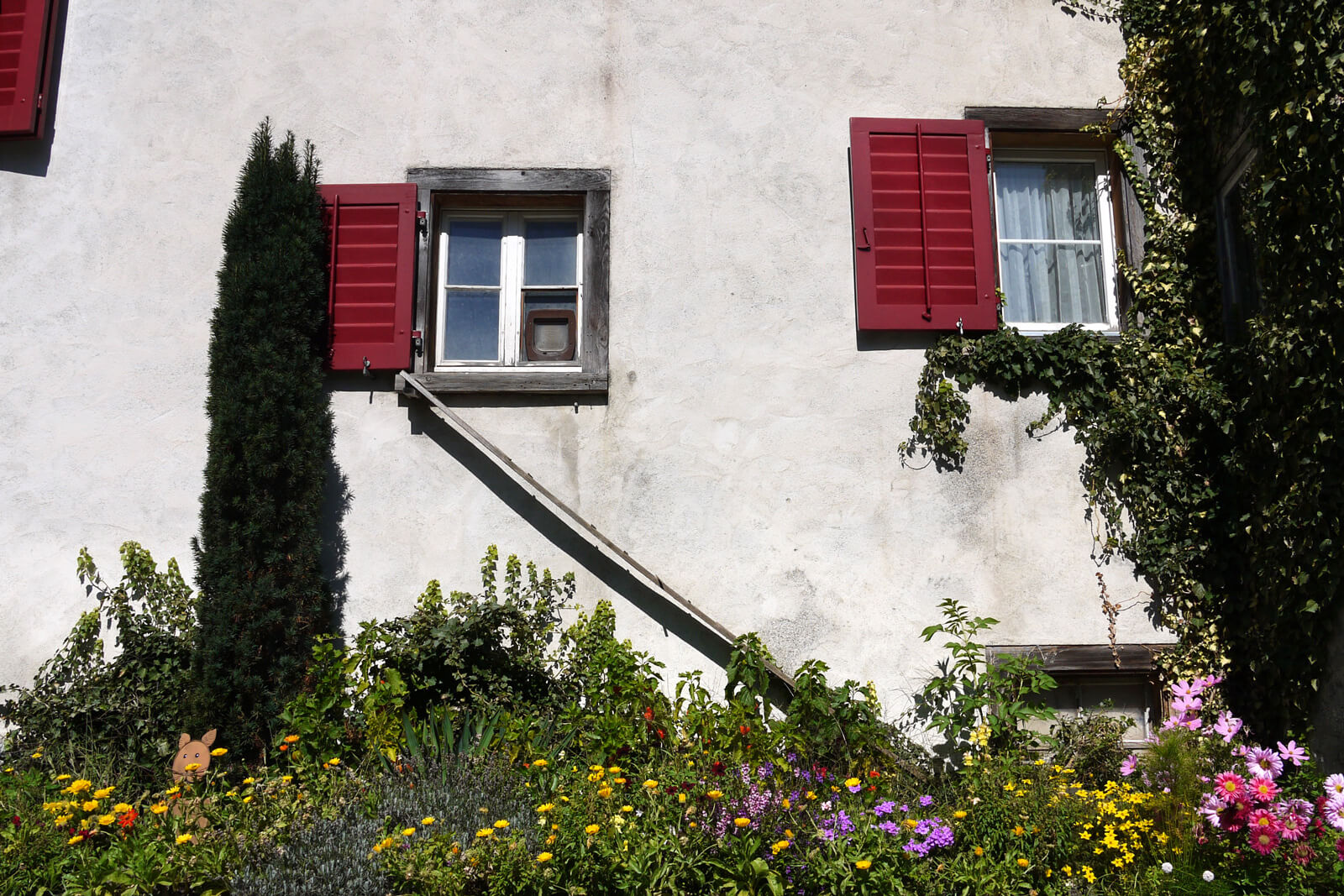 Scary cat ladders in Switzerland