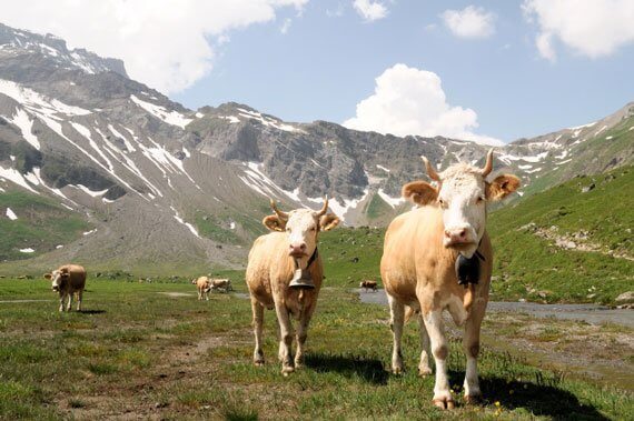 Swiss Cows with Horns