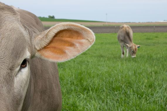 Swiss Cow without Horns