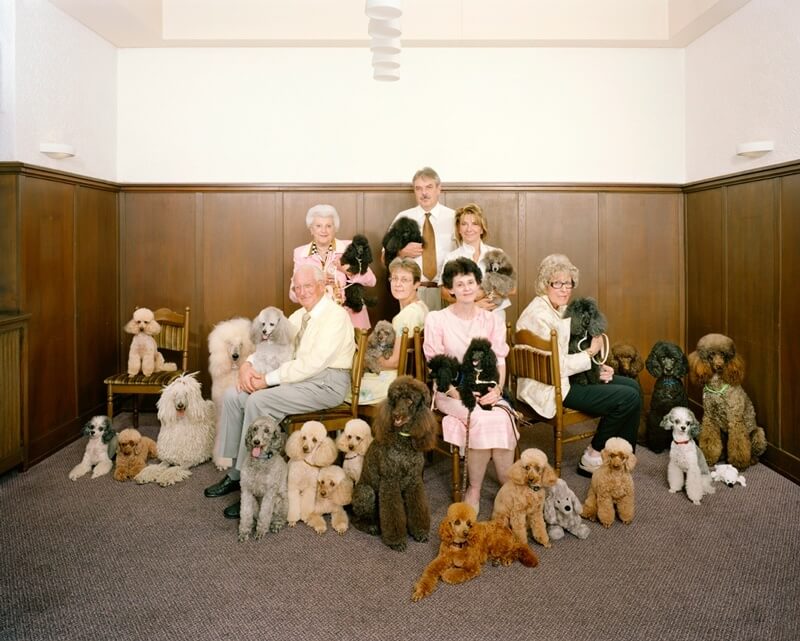 Swiss Hobby Clubs - Poodle Club (Copyright by Sprecher & Cortelli)