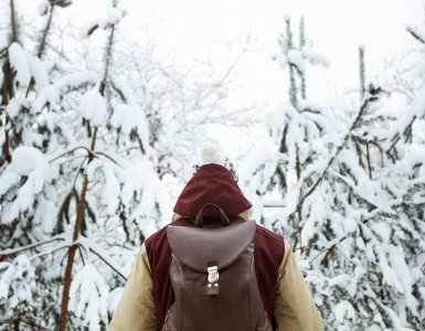 Switzerland Winter Forest