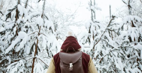 Switzerland Winter Forest