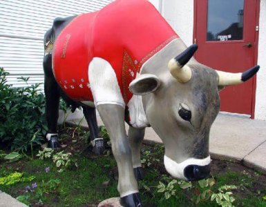 Swiss Cow in North America