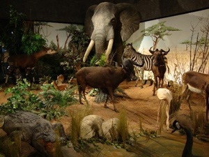 Natural History Museum Geneva