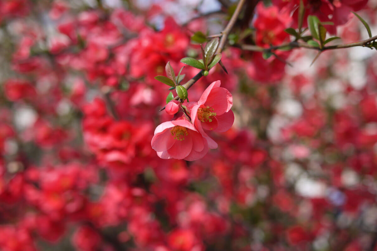 Locarno in springtime