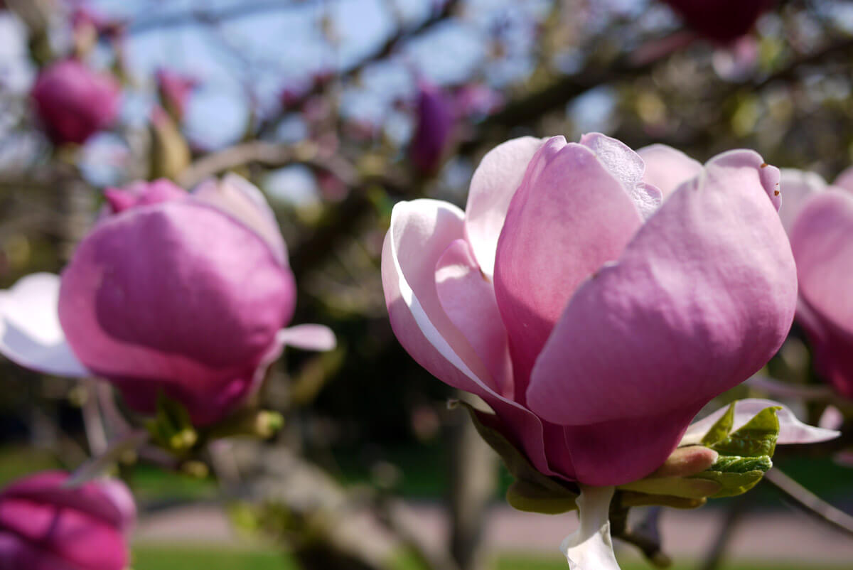 Locarno in springtime