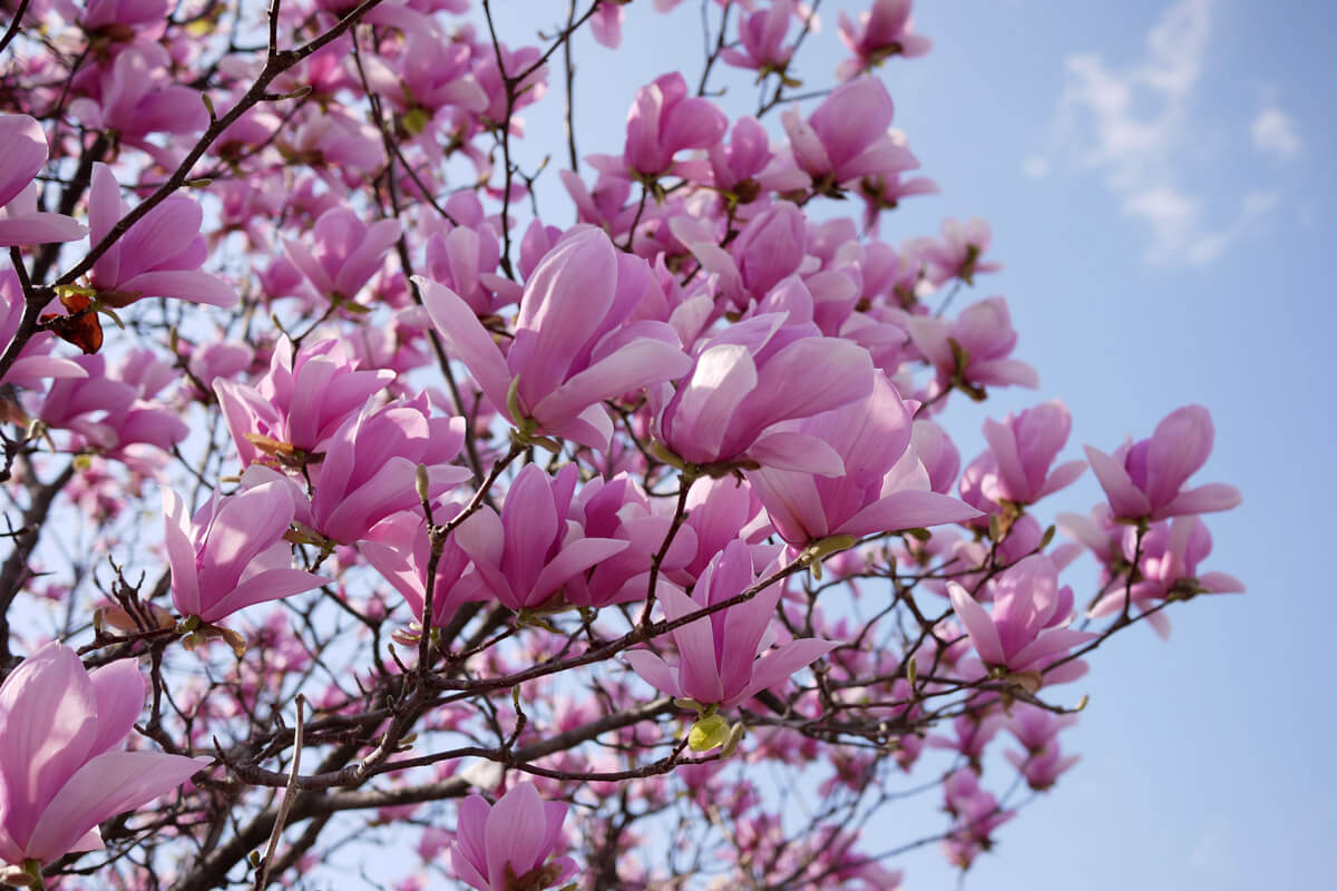 Locarno in springtime