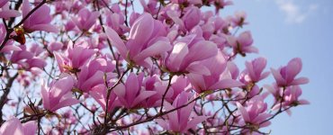 Locarno in springtime