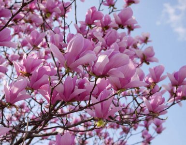 Locarno in springtime