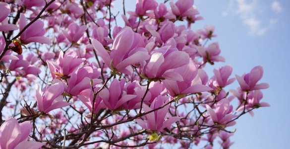 Locarno in springtime