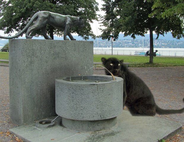 Swiss Black Panther at Zurich Fountain