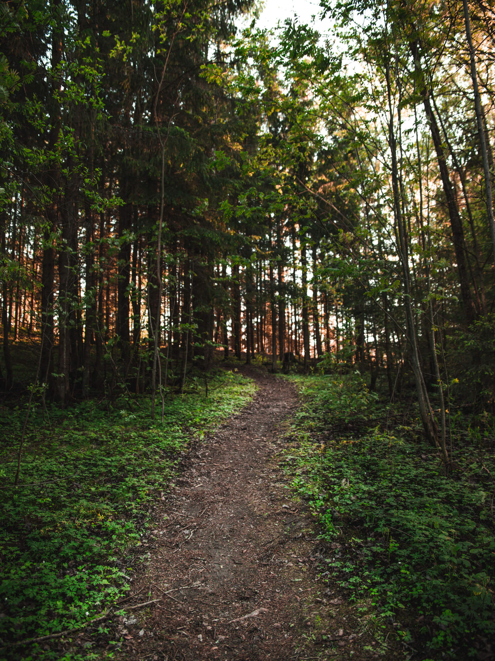 Forest Trail Running