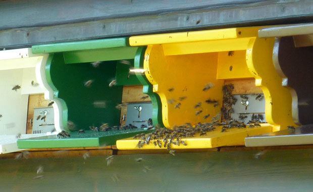 Honey in the Mailbox - Honey Bees in Switzerland