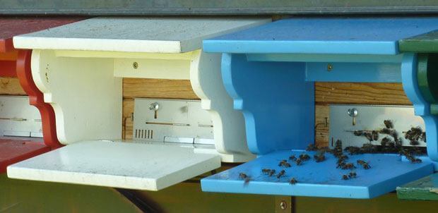 Honey in the Mailbox - Honey Bees in Switzerland
