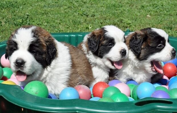 St. Bernard Puppies in Martigny 2012