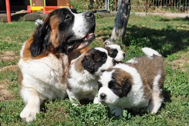 St. Bernard Puppies in Martigny 2012