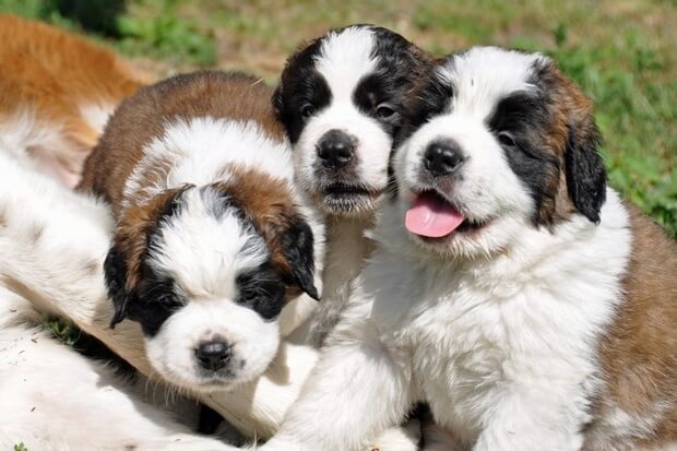 St. Bernard Puppies in Martigny 2012