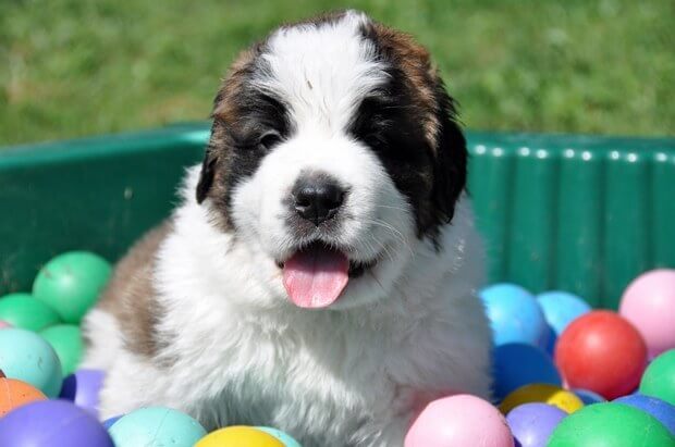 St. Bernard Puppies in Martigny 2012