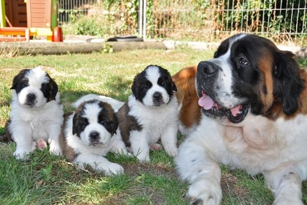 St. Bernard Puppies in Martigny 2012