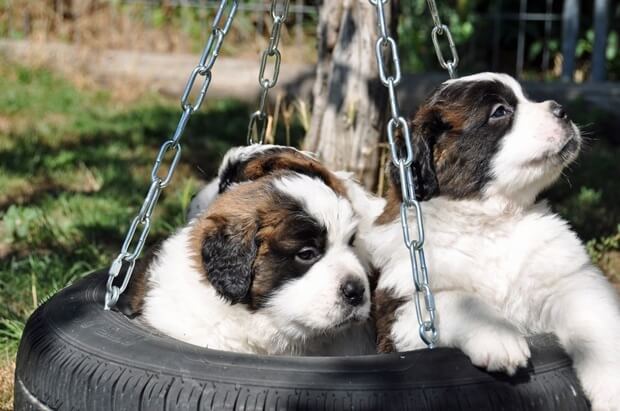 St. Bernard Puppies in Martigny 2012