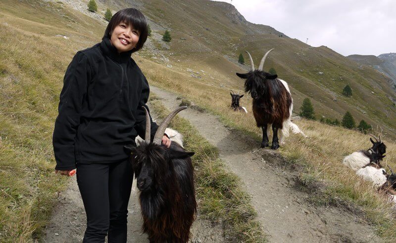 Visiting Zermatt - Valais Goats