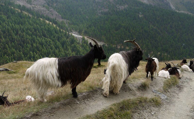 Visiting Zermatt - Valais Goats